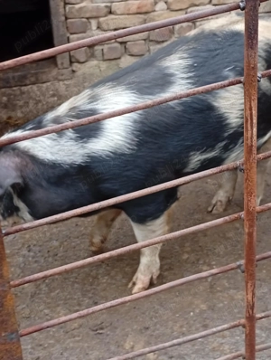 Vând porc  - imagine 2