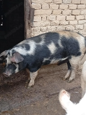 Vând porc  - imagine 4