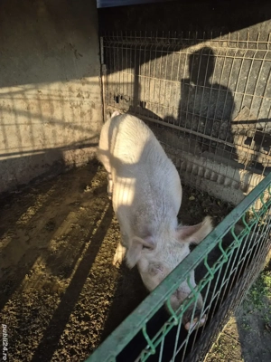 Vand porc 100 kg  - imagine 3