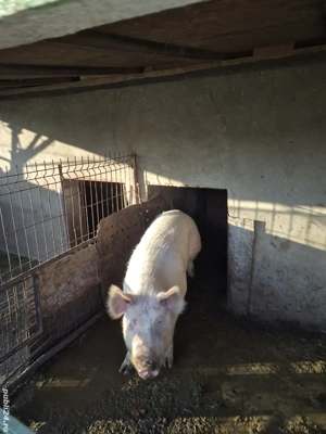 Vand porc 100 kg  - imagine 4