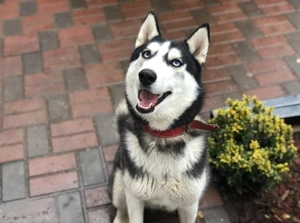 Husky Siberian de adoptat - imagine 3