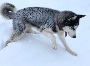 Husky Siberian de adoptat - imagine 2