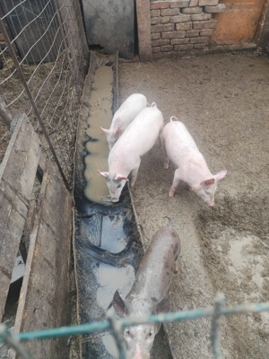 Vând purcei diferite mărimi și prețuri  - imagine 4