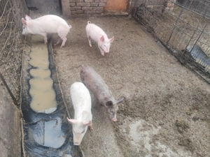 Vând purcei diferite mărimi și prețuri  - imagine 3