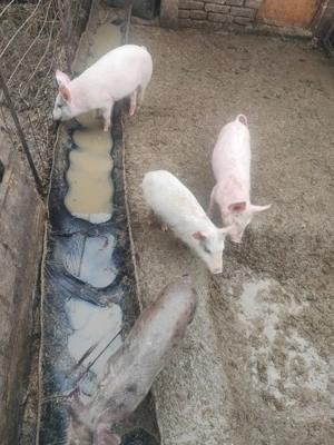 Vând purcei diferite mărimi și prețuri  - imagine 2