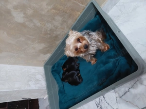 Vând căței Yorkshire mini Toy 