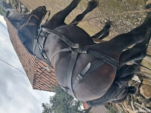 Vand cal de tractiune - imagine 2