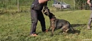 Femela ciobănesc german  - imagine 4