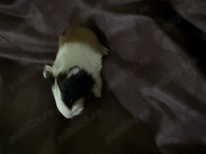 Donez porcusori de guinea - imagine 4