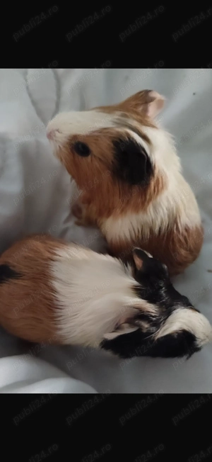 Donez porcusori de guinea - imagine 2