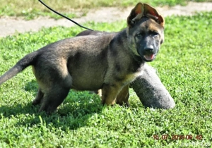 Femela ciobănesc german  - imagine 3