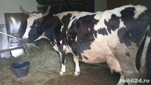 se vinde vaca  - imagine 2