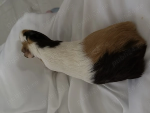 Donez porcusori de guinea - imagine 3