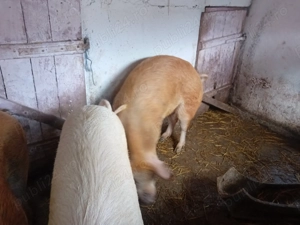 Vand porci Rasa Duroc, Bihor