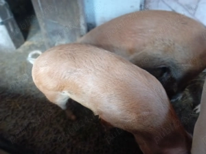 Vand porci Rasa Duroc, Bihor - imagine 2