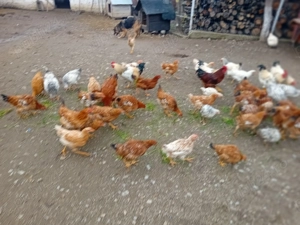 Vând găini crescute Bio. Vârciorog jud. Bihor - imagine 2