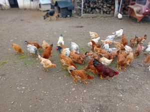 Vând găini crescute Bio. Vârciorog jud. Bihor