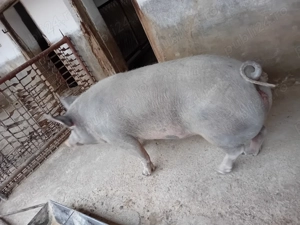 Vând porci crescuți în gospodaria proprie între 120-200kg mai multe detalii la numărul de telefon 07