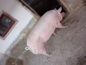 Vând porci crescuți în gospodaria proprie între 120-200kg mai multe detalii la numărul de telefon 07 - imagine 2