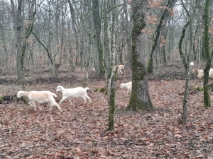 Vând 40 de capre tinere la prima și a doua fătare. - imagine 2