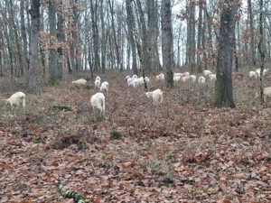 Vând 40 de capre tinere la prima și a doua fătare. - imagine 3