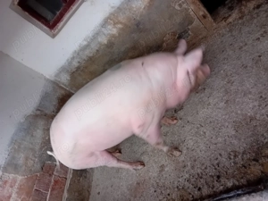 Vând porci crescuți în gospodaria proprie între 120-200kg mai multe detalii la numărul de telefon 07 - imagine 4