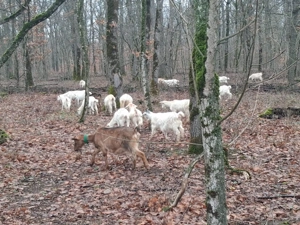 Vând 40 de capre tinere la prima și a doua fătare.