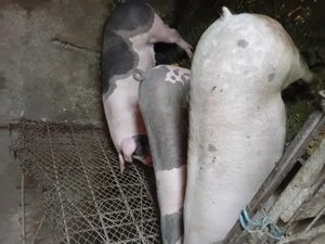 Vând porci crescuți în gospodaria proprie între 120-200kg mai multe detalii la numărul de telefon 07 - imagine 3