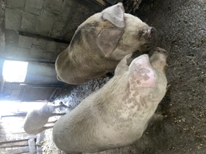 porci de vânzare,pentru detalii,sună!