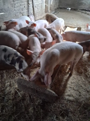 Vând purcei  - imagine 2