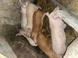 porci de vânzare,pentru detalii,sună! - imagine 4