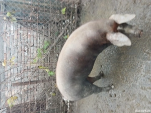 porc de  vinzare
