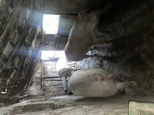 porci de vânzare,pentru detalii,sună! - imagine 2