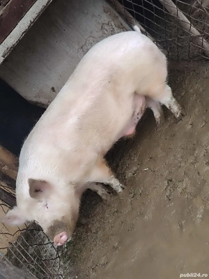 Porc de vânzare Teleorman