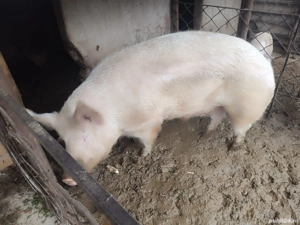 Porc de vânzare Teleorman - imagine 2