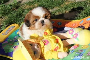 Shih tzu puiuti 