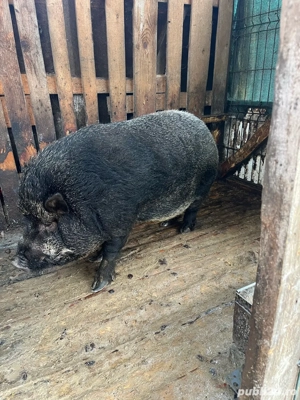 porc vietnamez - imagine 3