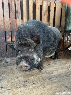 porc vietnamez - imagine 2