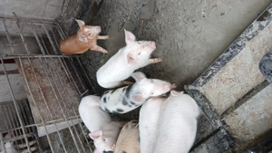 Vand purcei de 10 săptămâni rasa landras cu Duroc mai multe detalii la telefon localitatea grosi 