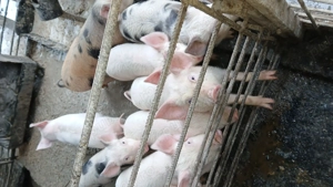 Vand purcei de 10 săptămâni rasa landras cu Duroc mai multe detalii la telefon localitatea grosi  - imagine 2