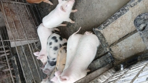 Vand purcei de 10 săptămâni rasa landras cu Duroc mai multe detalii la telefon localitatea grosi  - imagine 3