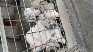 Vand purcei de 10 săptămâni rasa landras cu Duroc mai multe detalii la telefon localitatea grosi  - imagine 4