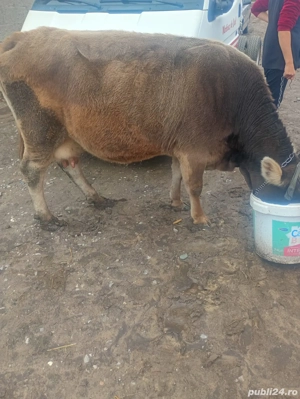 vaca de vânzare  - imagine 2