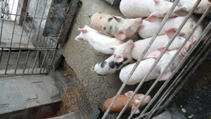 Vand purcei de 10 săptămâni rasa landras cu Duroc mai multe detalii la telefon localitatea grosi  - imagine 5