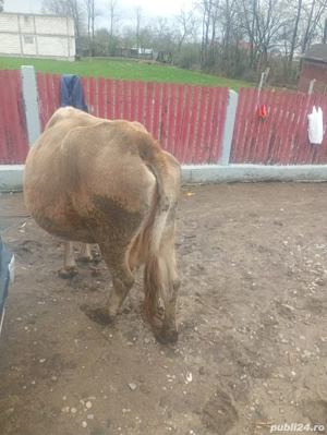 vaca de vânzare  - imagine 3