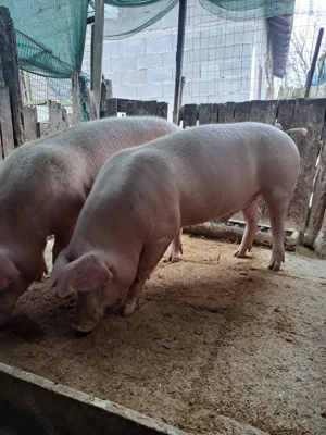 Porci de vanzare Marsani dolj - imagine 2