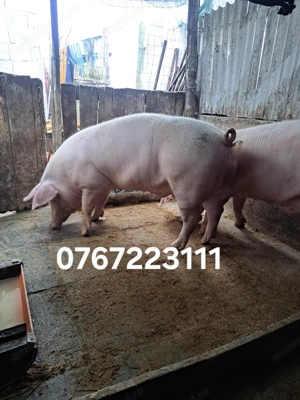 Porci de vanzare Marsani dolj