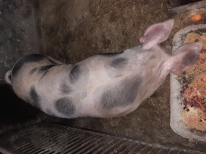 Vând porc Pietrain rasă de carne - imagine 1
