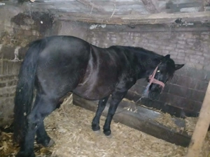 Vând iapa mai multe detalii la telefon  - imagine 2