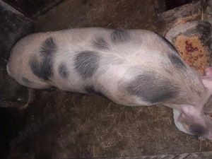Vând porc Pietrain rasă de carne - imagine 4